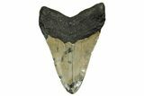 Fossil Megalodon Tooth - North Carolina #378018-2